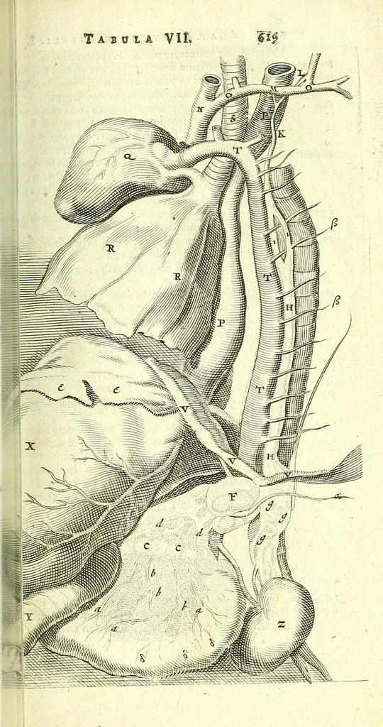 An illustration from Anatome, ex omnium veterum recentiorumque observationibus imprimis Institutionibus b. m. parentis Ca, 1686, leaf 667