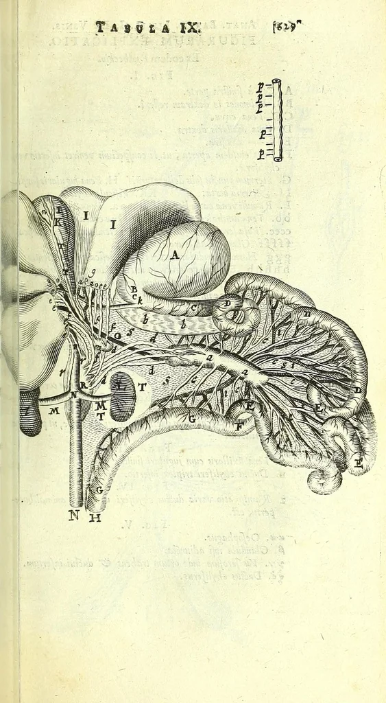 An illustration from Anatome, ex omnium veterum recentiorumque observationibus imprimis Institutionibus b. m. parentis Ca, 1686, leaf 677