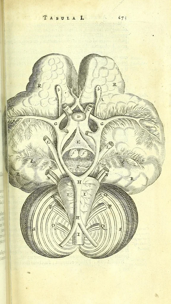 An illustration from Anatome, ex omnium veterum recentiorumque observationibus imprimis Institutionibus b. m. parentis Ca, 1686, leaf 727