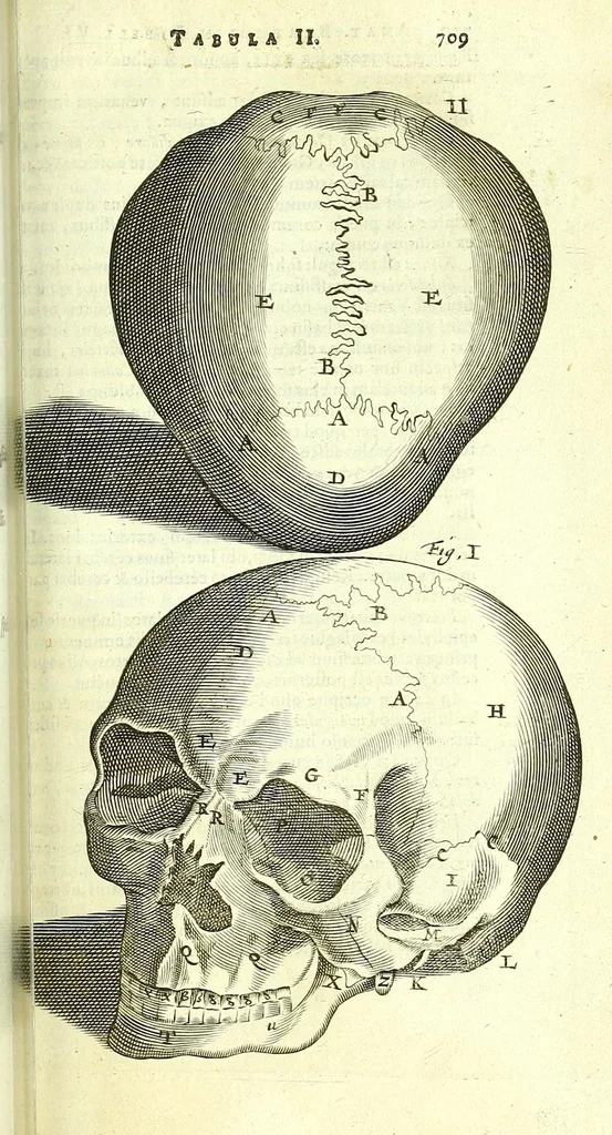 An illustration from Anatome, ex omnium veterum recentiorumque observationibus imprimis Institutionibus b. m. parentis Ca, 1686, leaf 765
