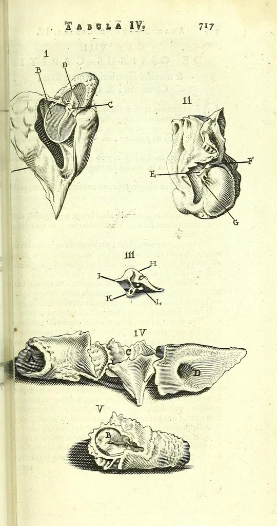 An illustration from Anatome, ex omnium veterum recentiorumque observationibus imprimis Institutionibus b. m. parentis Ca, 1686, leaf 773