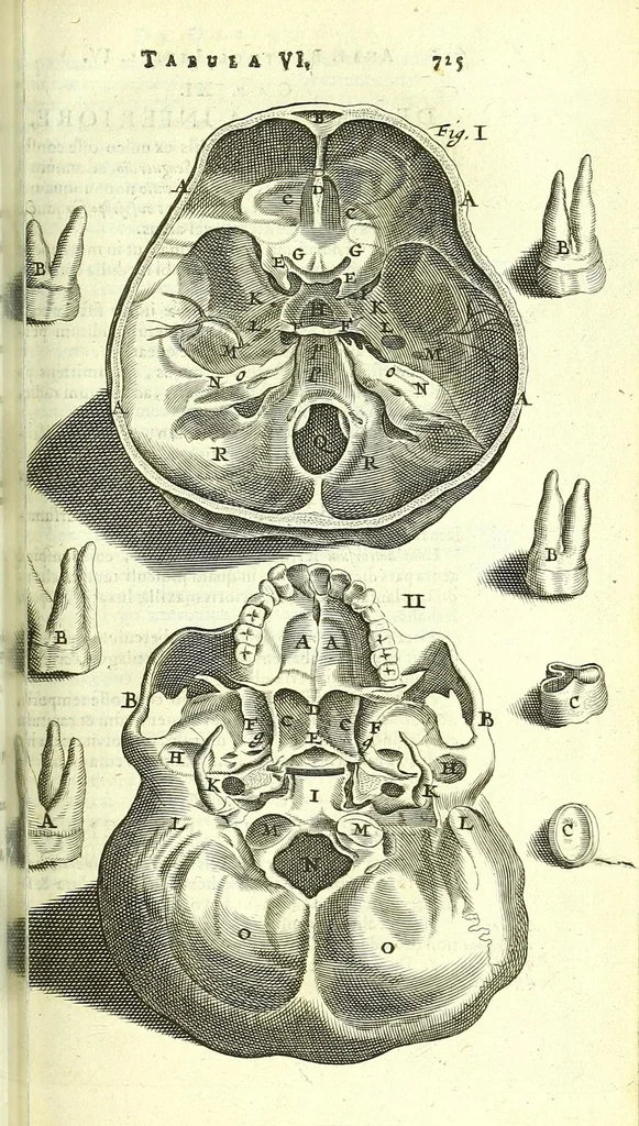 An illustration from Anatome, ex omnium veterum recentiorumque observationibus imprimis Institutionibus b. m. parentis Ca, 1686, leaf 781