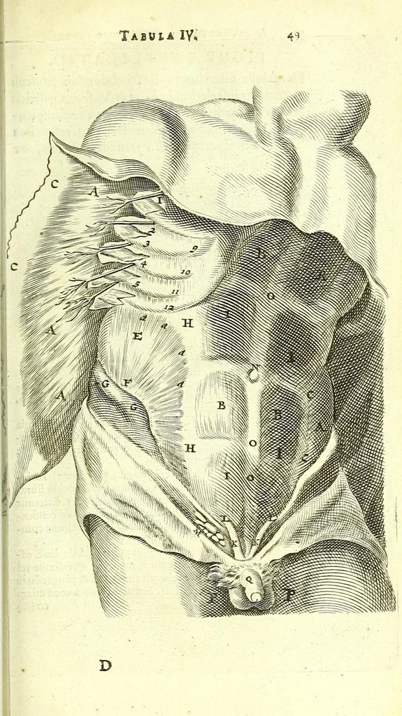 An illustration from Anatome, ex omnium veterum recentiorumque observationibus imprimis Institutionibus b. m. parentis Ca, 1686, leaf 79