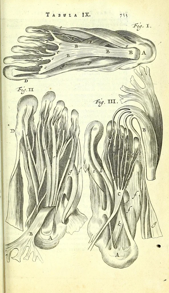 An illustration from Anatome, ex omnium veterum recentiorumque observationibus imprimis Institutionibus b. m. parentis Ca, 1686, leaf 811