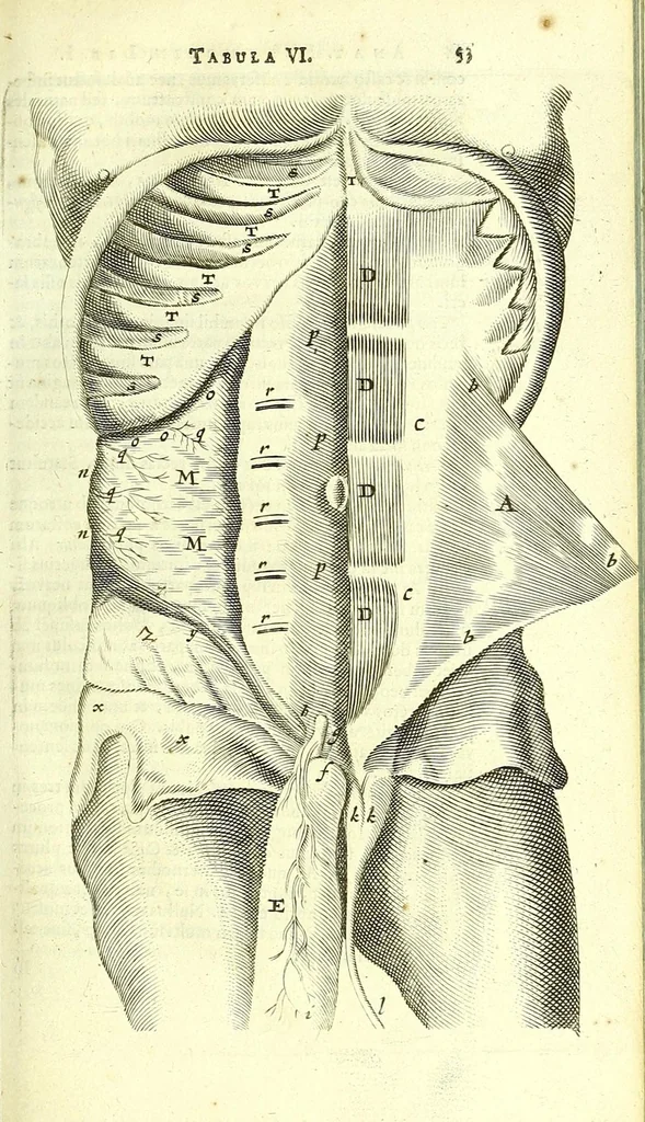 An illustration from Anatome, ex omnium veterum recentiorumque observationibus imprimis Institutionibus b. m. parentis Ca, 1686, leaf 83