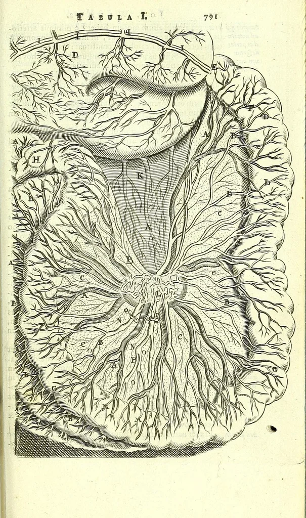 An illustration from Anatome, ex omnium veterum recentiorumque observationibus imprimis Institutionibus b. m. parentis Ca, 1686, leaf 847