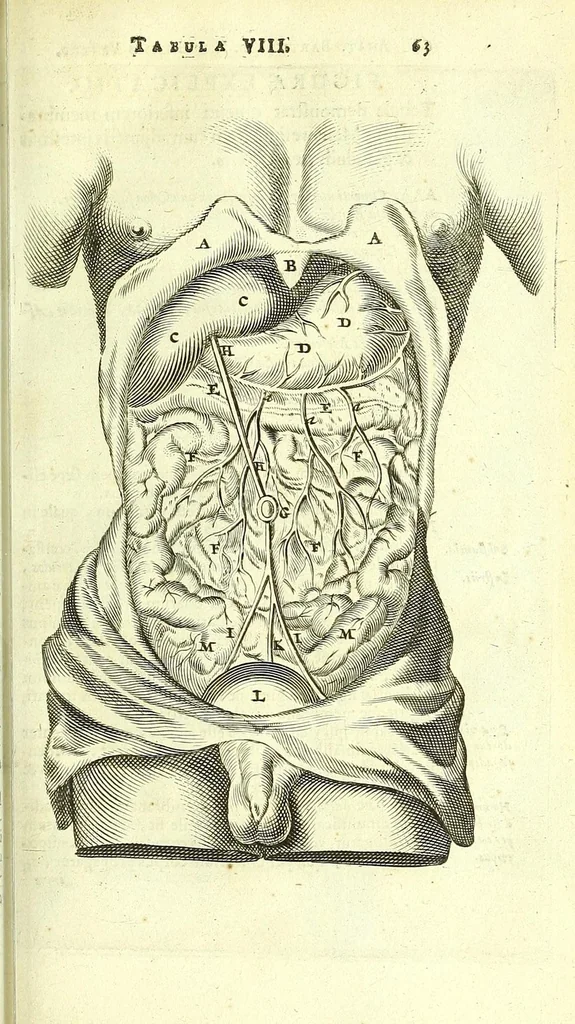 An illustration from Anatome, ex omnium veterum recentiorumque observationibus imprimis Institutionibus b. m. parentis Ca, 1686, leaf 93