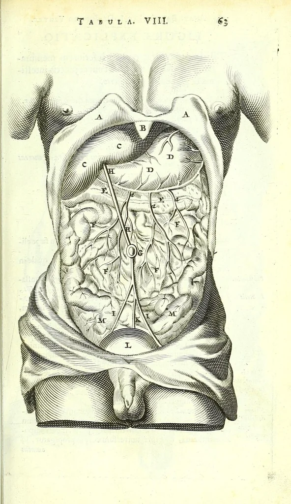 An illustration from Anatome ex omnium veterum recentiorumque observationibus imprimis Institutionibus b. m. parentis Cas, 1673, leaf 101