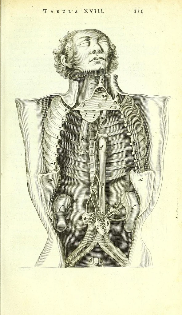 An illustration from Anatome ex omnium veterum recentiorumque observationibus imprimis Institutionibus b. m. parentis Cas, 1673, leaf 149