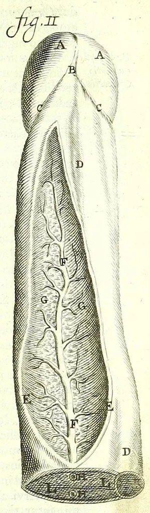 An illustration from Anatome ex omnium veterum recentiorumque observationibus imprimis Institutionibus b. m. parentis Cas, 1673, leaf 287
