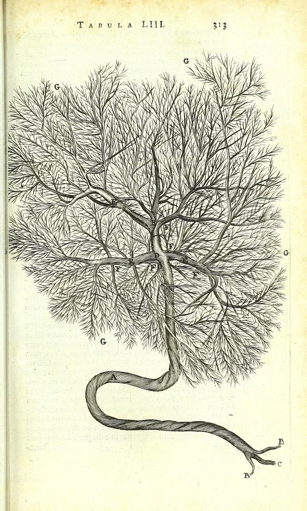 An illustration from Anatome ex omnium veterum recentiorumque observationibus imprimis Institutionibus b. m. parentis Cas, 1673, leaf 359
