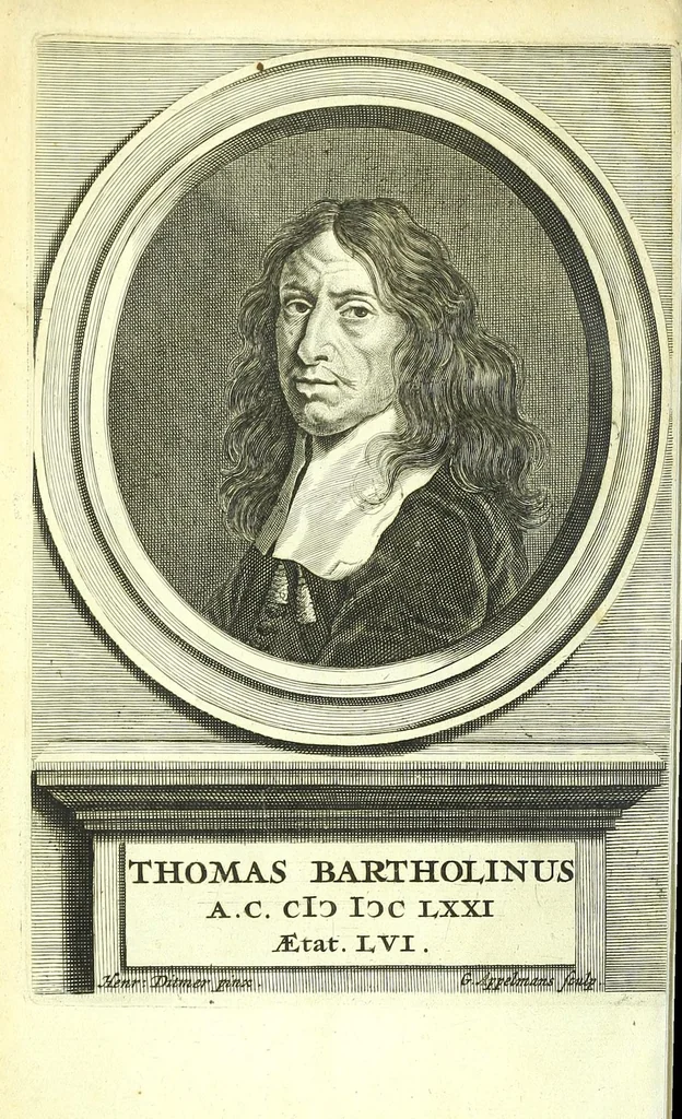 An illustration from Anatome ex omnium veterum recentiorumque observationibus imprimis Institutionibus b. m. parentis Cas, 1673, leaf 38