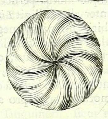 An illustration from Anatome ex omnium veterum recentiorumque observationibus imprimis Institutionibus b. m. parentis Cas, 1673, leaf 409