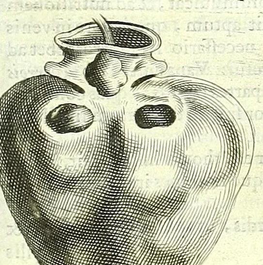 An illustration from Anatome ex omnium veterum recentiorumque observationibus imprimis Institutionibus b. m. parentis Cas, 1673, leaf 409