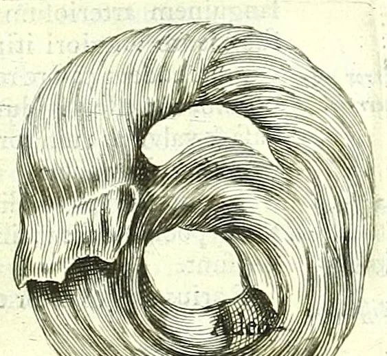 An illustration from Anatome ex omnium veterum recentiorumque observationibus imprimis Institutionibus b. m. parentis Cas, 1673, leaf 409