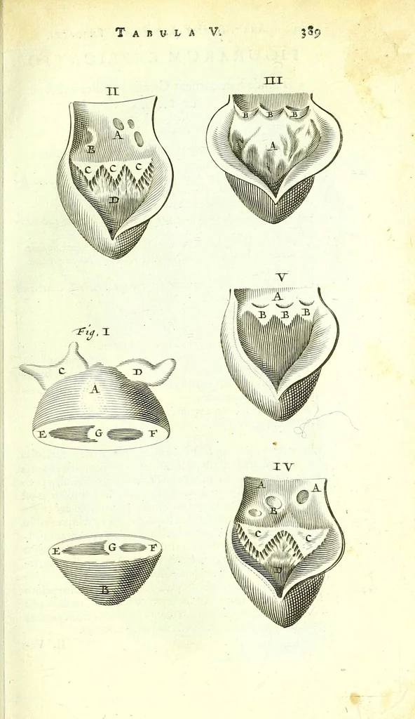 An illustration from Anatome ex omnium veterum recentiorumque observationibus imprimis Institutionibus b. m. parentis Cas, 1673, leaf 437