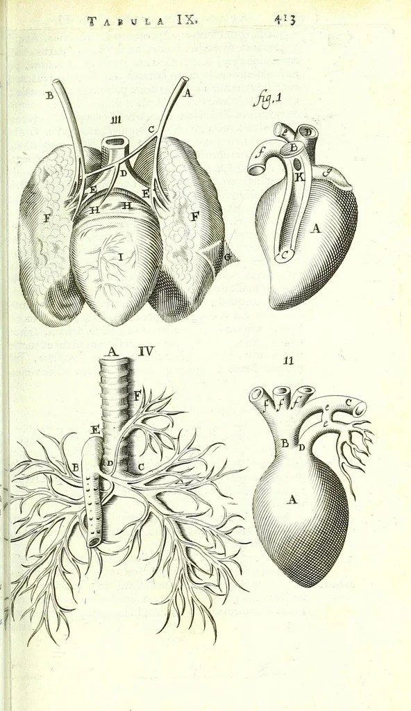 An illustration from Anatome ex omnium veterum recentiorumque observationibus imprimis Institutionibus b. m. parentis Cas, 1673, leaf 461