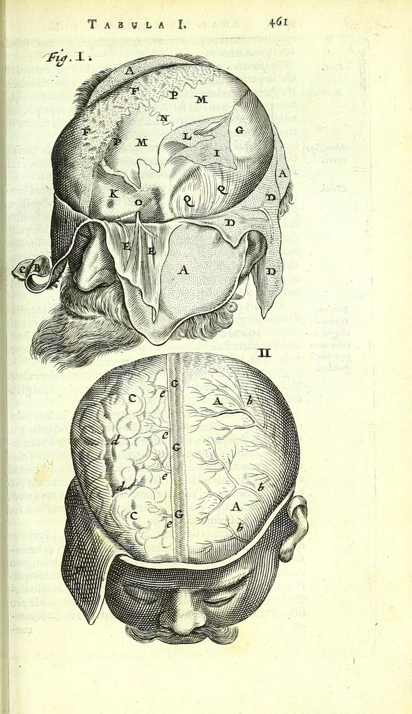 An illustration from Anatome ex omnium veterum recentiorumque observationibus imprimis Institutionibus b. m. parentis Cas, 1673, leaf 509