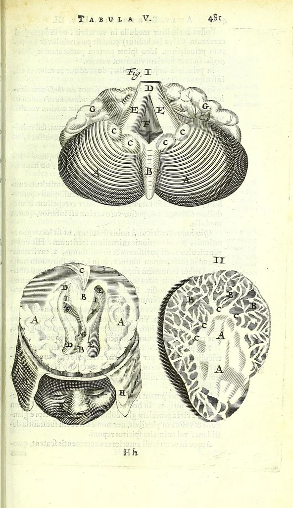 An illustration from Anatome ex omnium veterum recentiorumque observationibus imprimis Institutionibus b. m. parentis Cas, 1673, leaf 529