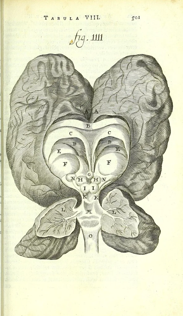 An illustration from Anatome ex omnium veterum recentiorumque observationibus imprimis Institutionibus b. m. parentis Cas, 1673, leaf 549