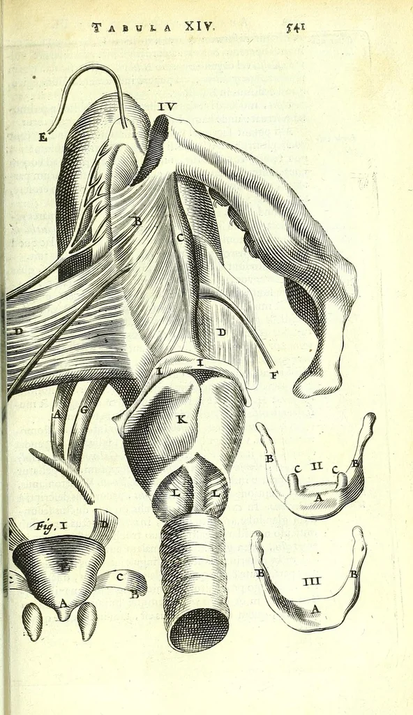 An illustration from Anatome ex omnium veterum recentiorumque observationibus imprimis Institutionibus b. m. parentis Cas, 1673, leaf 589