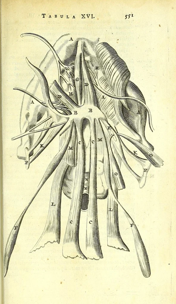 An illustration from Anatome ex omnium veterum recentiorumque observationibus imprimis Institutionibus b. m. parentis Cas, 1673, leaf 599