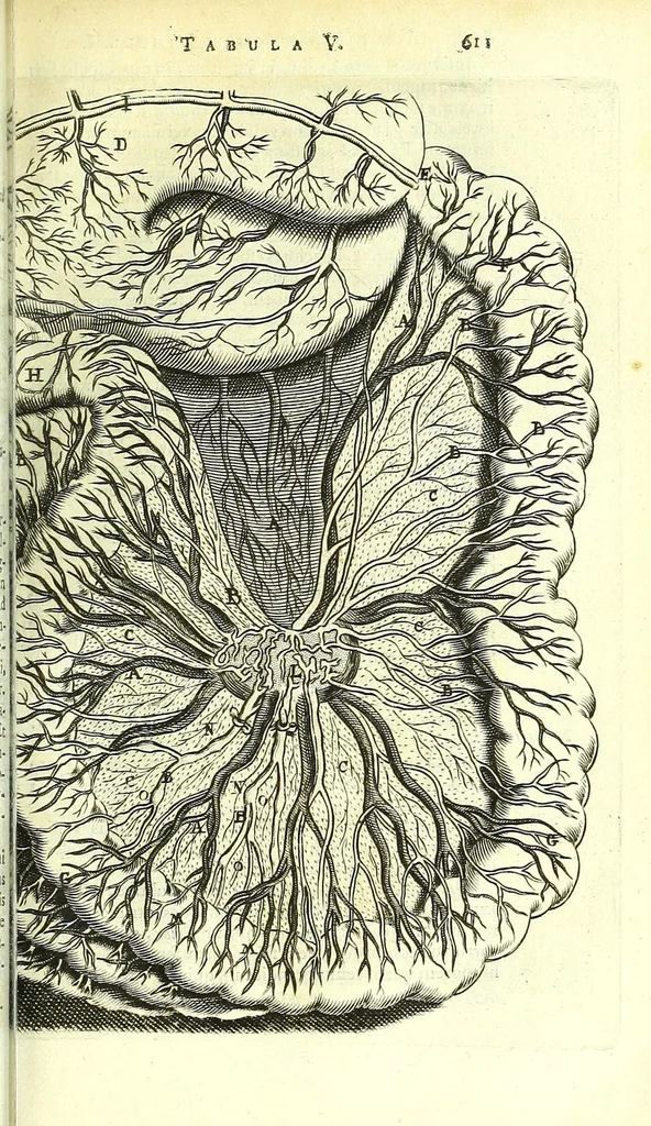 An illustration from Anatome ex omnium veterum recentiorumque observationibus imprimis Institutionibus b. m. parentis Cas, 1673, leaf 663
