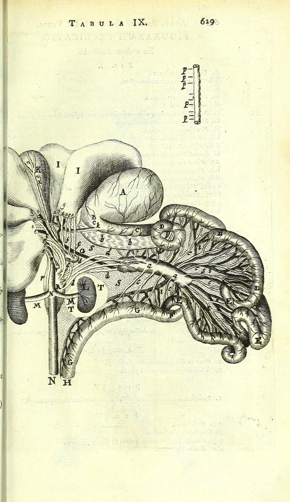 An illustration from Anatome ex omnium veterum recentiorumque observationibus imprimis Institutionibus b. m. parentis Cas, 1673, leaf 681
