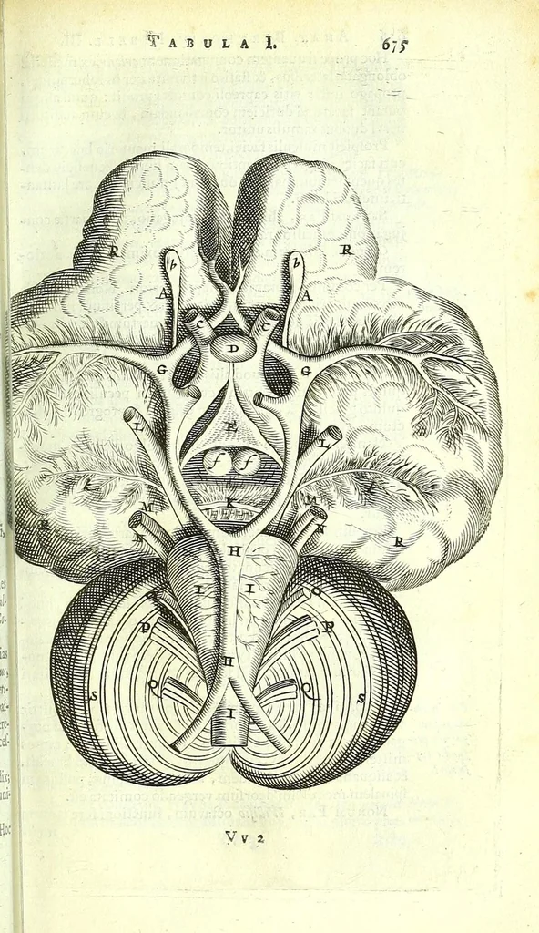An illustration from Anatome ex omnium veterum recentiorumque observationibus imprimis Institutionibus b. m. parentis Cas, 1673, leaf 731