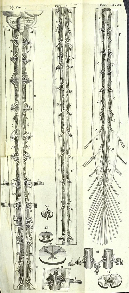 An illustration from Anatome ex omnium veterum recentiorumque observationibus imprimis Institutionibus b. m. parentis Cas, 1673, leaf 745