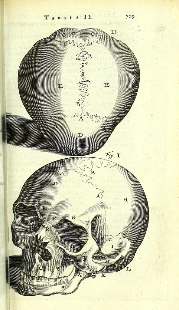 An illustration from Anatome ex omnium veterum recentiorumque observationibus imprimis Institutionibus b. m. parentis Cas, 1673, leaf 769