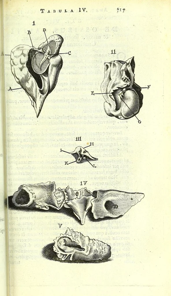 An illustration from Anatome ex omnium veterum recentiorumque observationibus imprimis Institutionibus b. m. parentis Cas, 1673, leaf 777