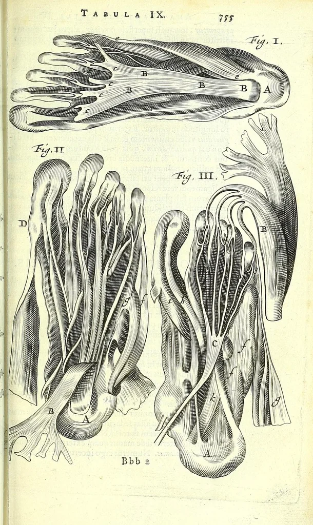 An illustration from Anatome ex omnium veterum recentiorumque observationibus imprimis Institutionibus b. m. parentis Cas, 1673, leaf 817