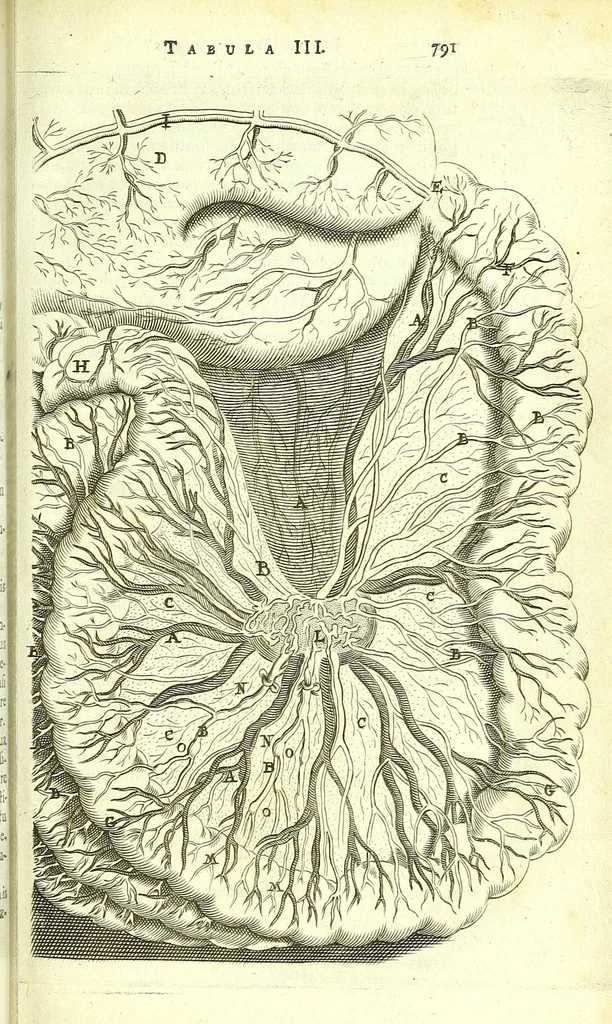 An illustration from Anatome ex omnium veterum recentiorumque observationibus imprimis Institutionibus b. m. parentis Cas, 1673, leaf 853