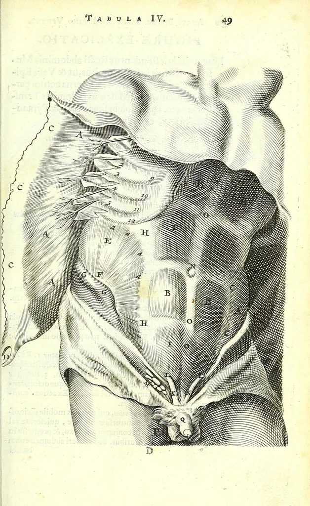 An illustration from Anatome ex omnium veterum recentiorumque observationibus imprimis Institutionibus b. m. parentis Cas, 1673, leaf 87