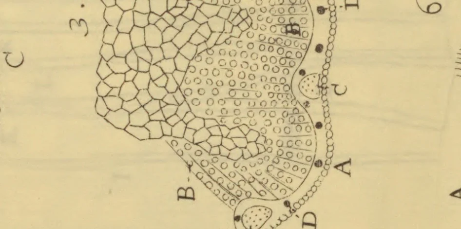 An illustration from Anatome plantarum. Cui subjungjungitur appendix, iteratas & auctas ejusdem authoris de ovo incubato observationes continens. Regiae societati, Londini ad scientan naturalem promovendam institutae, dicata, 1675, leaf 112