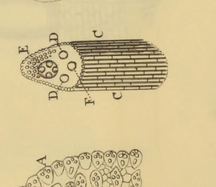 An illustration from Anatome plantarum. Cui subjungjungitur appendix, iteratas & auctas ejusdem authoris de ovo incubato observationes continens. Regiae societati, Londini ad scientan naturalem promovendam institutae, dicata, 1675, leaf 118