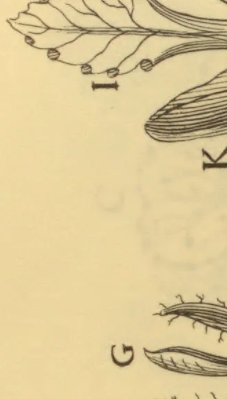An illustration from Anatome plantarum. Cui subjungjungitur appendix, iteratas & auctas ejusdem authoris de ovo incubato observationes continens. Regiae societati, Londini ad scientan naturalem promovendam institutae, dicata, 1675, leaf 132