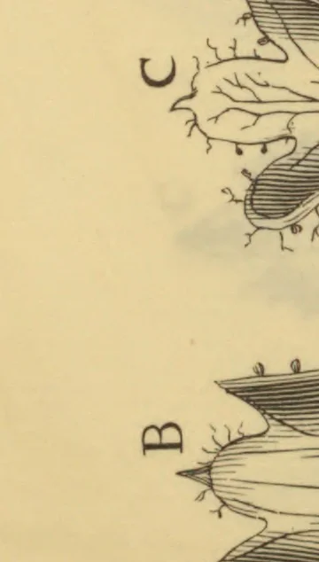 An illustration from Anatome plantarum. Cui subjungjungitur appendix, iteratas & auctas ejusdem authoris de ovo incubato observationes continens. Regiae societati, Londini ad scientan naturalem promovendam institutae, dicata, 1675, leaf 132