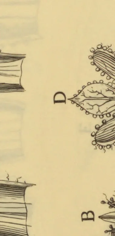 An illustration from Anatome plantarum. Cui subjungjungitur appendix, iteratas & auctas ejusdem authoris de ovo incubato observationes continens. Regiae societati, Londini ad scientan naturalem promovendam institutae, dicata, 1675, leaf 132