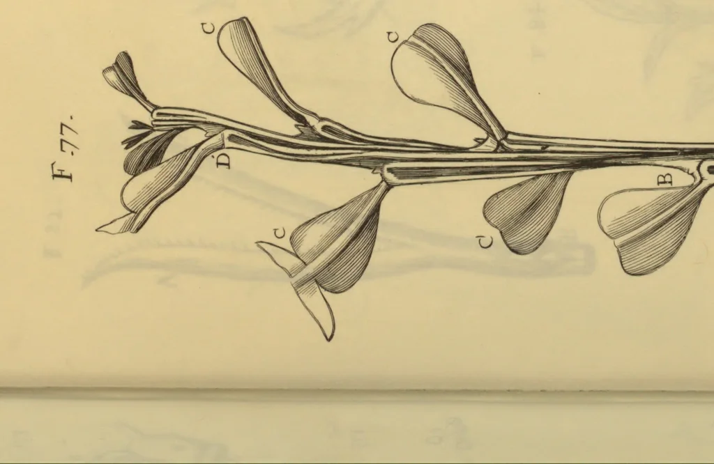 An illustration from Anatome plantarum. Cui subjungjungitur appendix, iteratas & auctas ejusdem authoris de ovo incubato observationes continens. Regiae societati, Londini ad scientan naturalem promovendam institutae, dicata, 1675, leaf 140