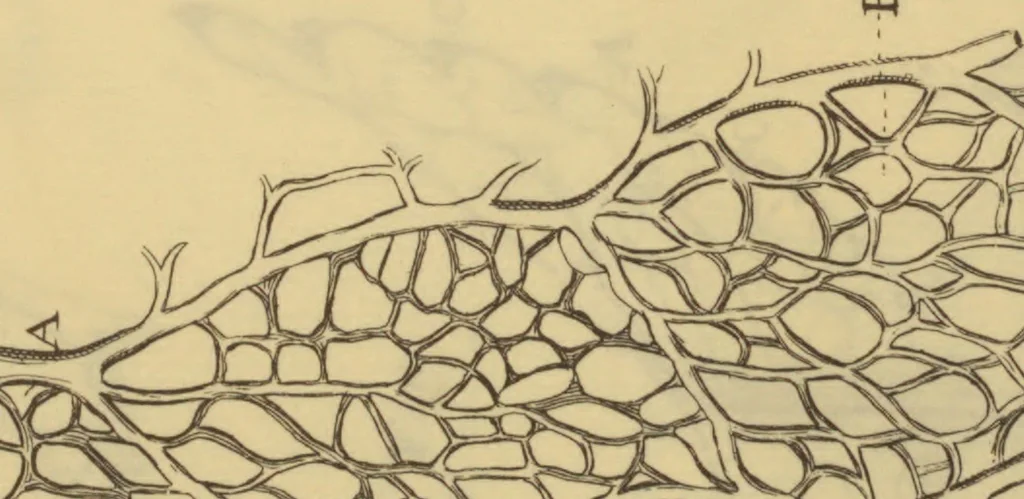 An illustration from Anatome plantarum. Cui subjungjungitur appendix, iteratas & auctas ejusdem authoris de ovo incubato observationes continens. Regiae societati, Londini ad scientan naturalem promovendam institutae, dicata, 1675, leaf 150