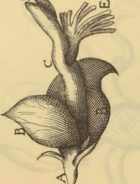An illustration from Anatome plantarum. Cui subjungjungitur appendix, iteratas & auctas ejusdem authoris de ovo incubato observationes continens. Regiae societati, Londini ad scientan naturalem promovendam institutae, dicata, 1675, leaf 160