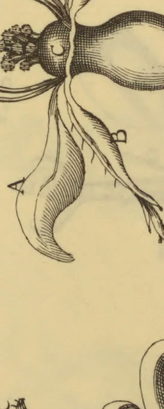 An illustration from Anatome plantarum. Cui subjungjungitur appendix, iteratas & auctas ejusdem authoris de ovo incubato observationes continens. Regiae societati, Londini ad scientan naturalem promovendam institutae, dicata, 1675, leaf 160