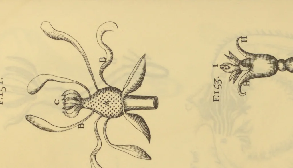 An illustration from Anatome plantarum. Cui subjungjungitur appendix, iteratas & auctas ejusdem authoris de ovo incubato observationes continens. Regiae societati, Londini ad scientan naturalem promovendam institutae, dicata, 1675, leaf 162