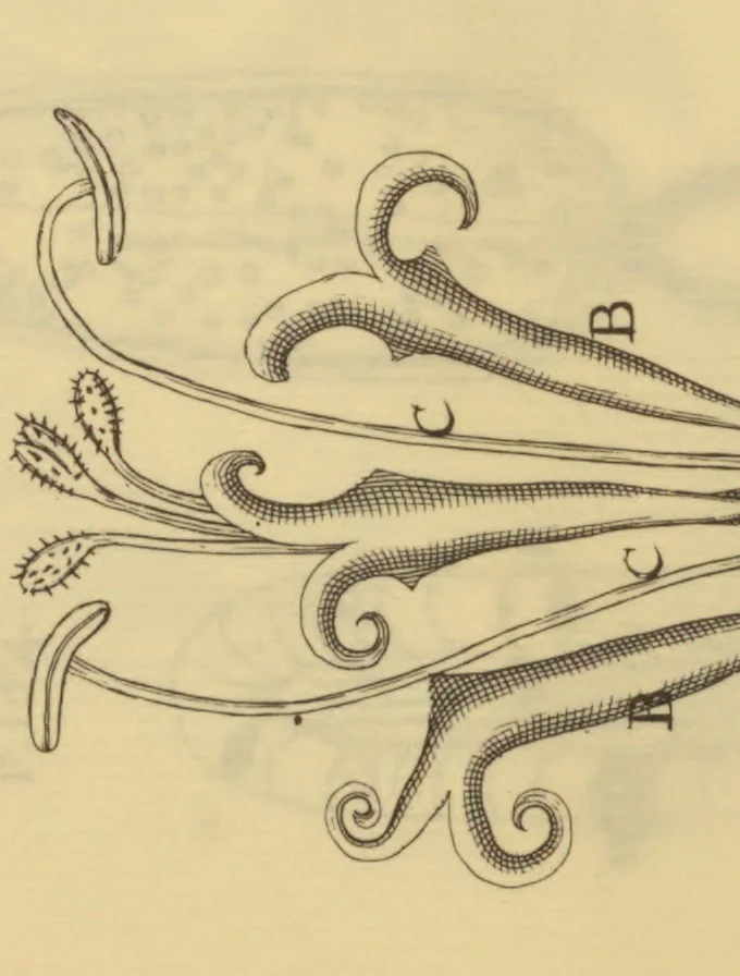 An illustration from Anatome plantarum. Cui subjungjungitur appendix, iteratas & auctas ejusdem authoris de ovo incubato observationes continens. Regiae societati, Londini ad scientan naturalem promovendam institutae, dicata, 1675, leaf 170