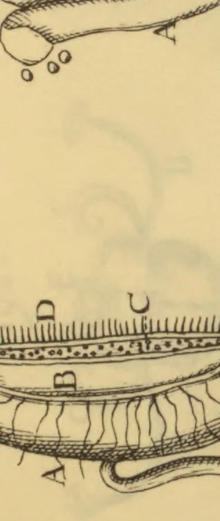 An illustration from Anatome plantarum. Cui subjungjungitur appendix, iteratas & auctas ejusdem authoris de ovo incubato observationes continens. Regiae societati, Londini ad scientan naturalem promovendam institutae, dicata, 1675, leaf 172