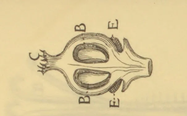 An illustration from Anatome plantarum. Cui subjungjungitur appendix, iteratas & auctas ejusdem authoris de ovo incubato observationes continens. Regiae societati, Londini ad scientan naturalem promovendam institutae, dicata, 1675, leaf 174