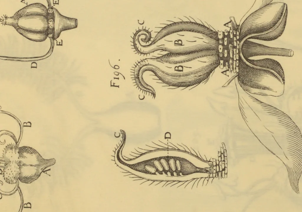 An illustration from Anatome plantarum. Cui subjungjungitur appendix, iteratas & auctas ejusdem authoris de ovo incubato observationes continens. Regiae societati, Londini ad scientan naturalem promovendam institutae, dicata, 1675, leaf 174