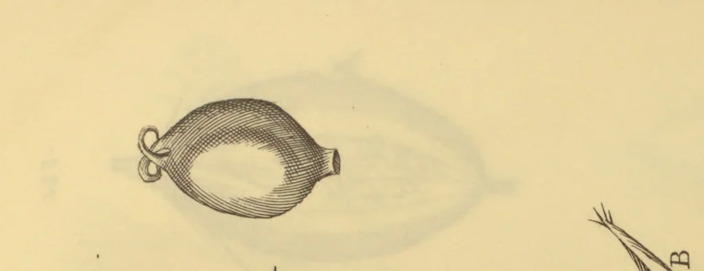 An illustration from Anatome plantarum. Cui subjungjungitur appendix, iteratas & auctas ejusdem authoris de ovo incubato observationes continens. Regiae societati, Londini ad scientan naturalem promovendam institutae, dicata, 1675, leaf 180